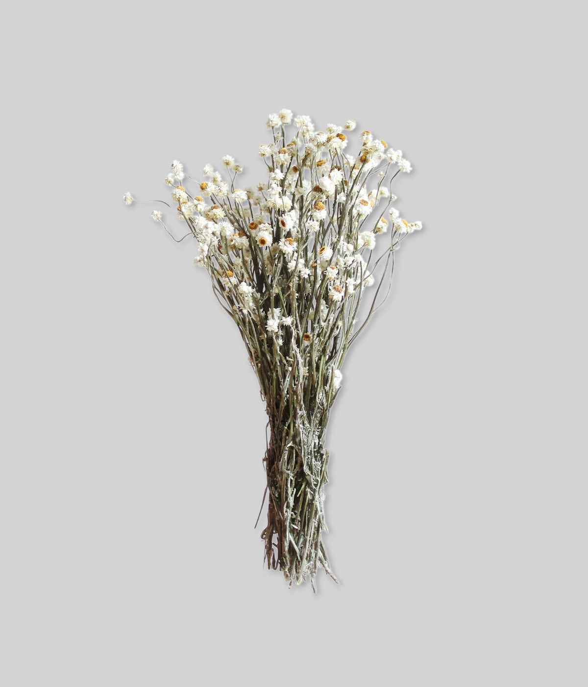 Dried Natural White Ammobium