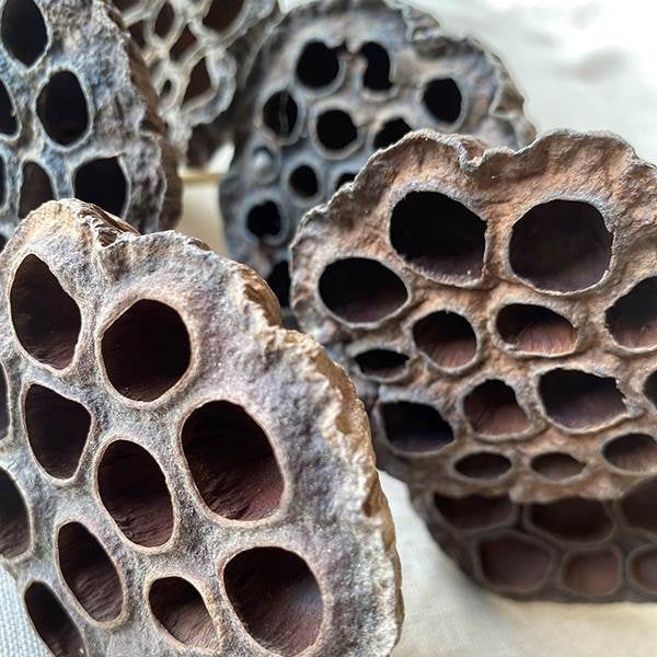 dried seed pods for flower arrangements Dried Lotus Pods on Stems