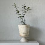 Olive Tree, Potted - Bloomist