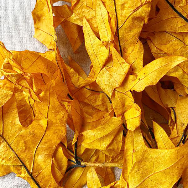 Dried Oak Leaves for wreaths or seasonal styling