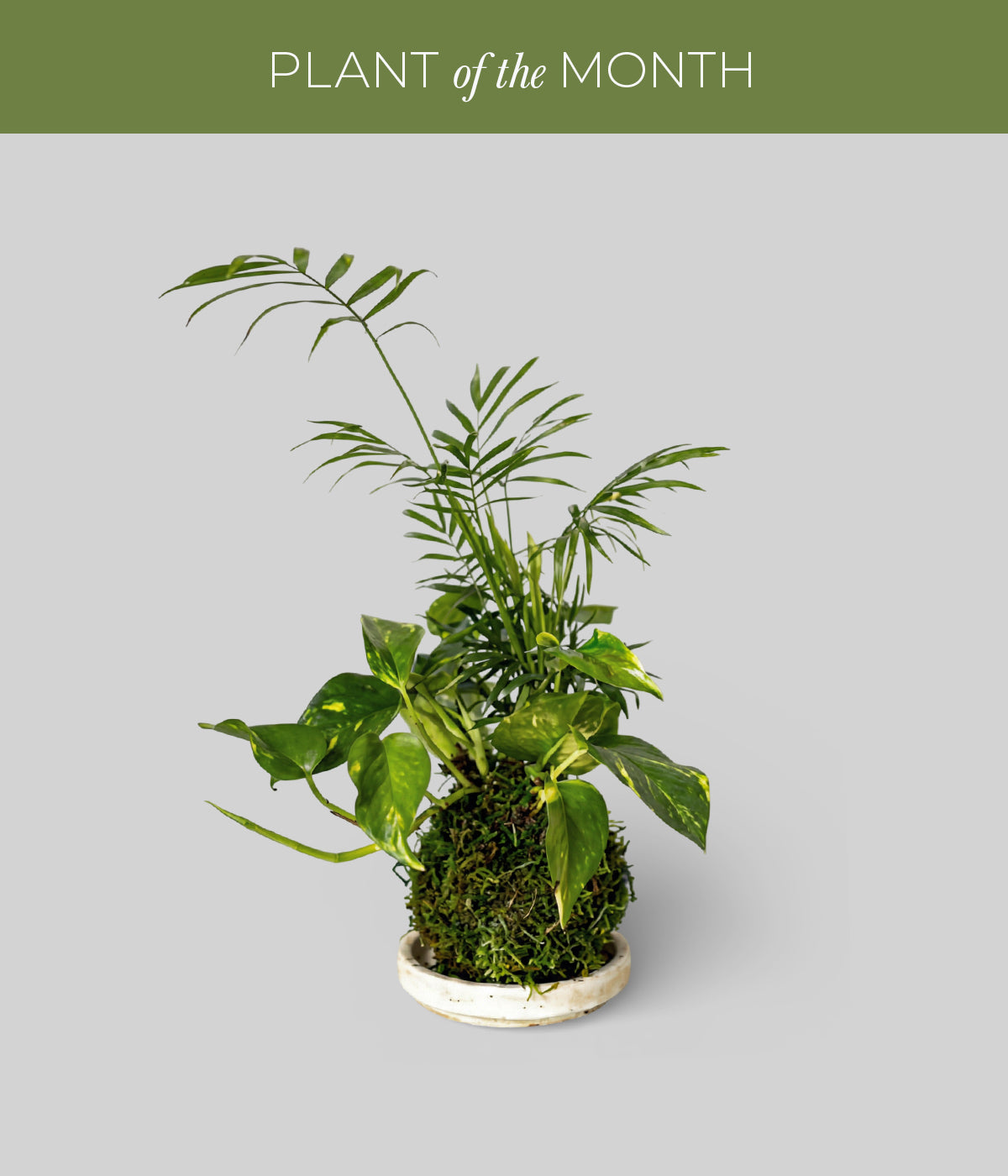 kokedama pothos and chamaedorea elegans in a white patina tray