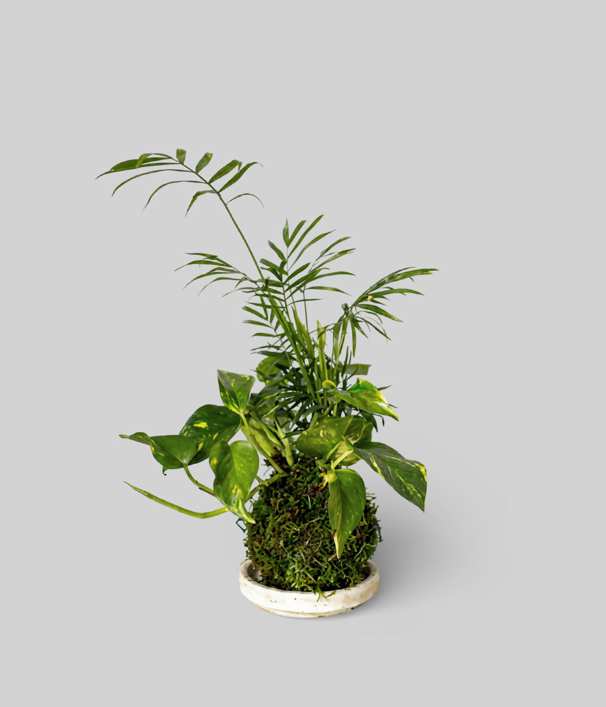 hanging pothos and parlor palm kokedama in a white patina tray