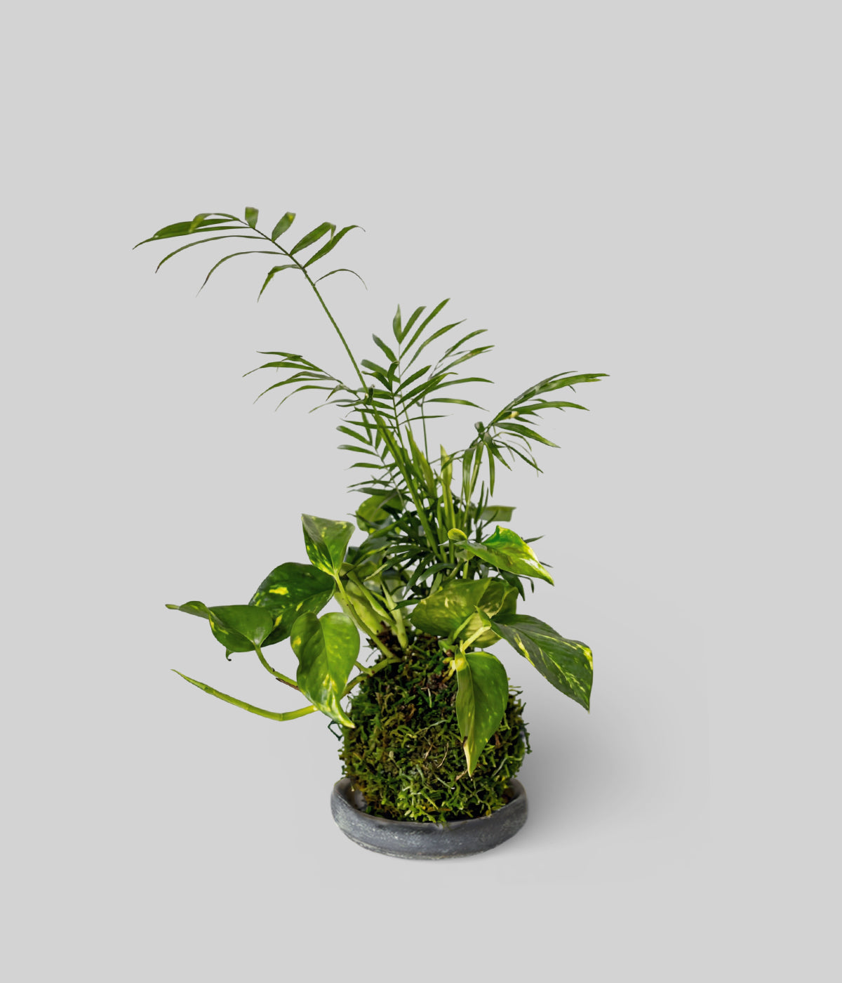 Neanthe Palm and Epipremnum aureum kokedama in a grey patina tray