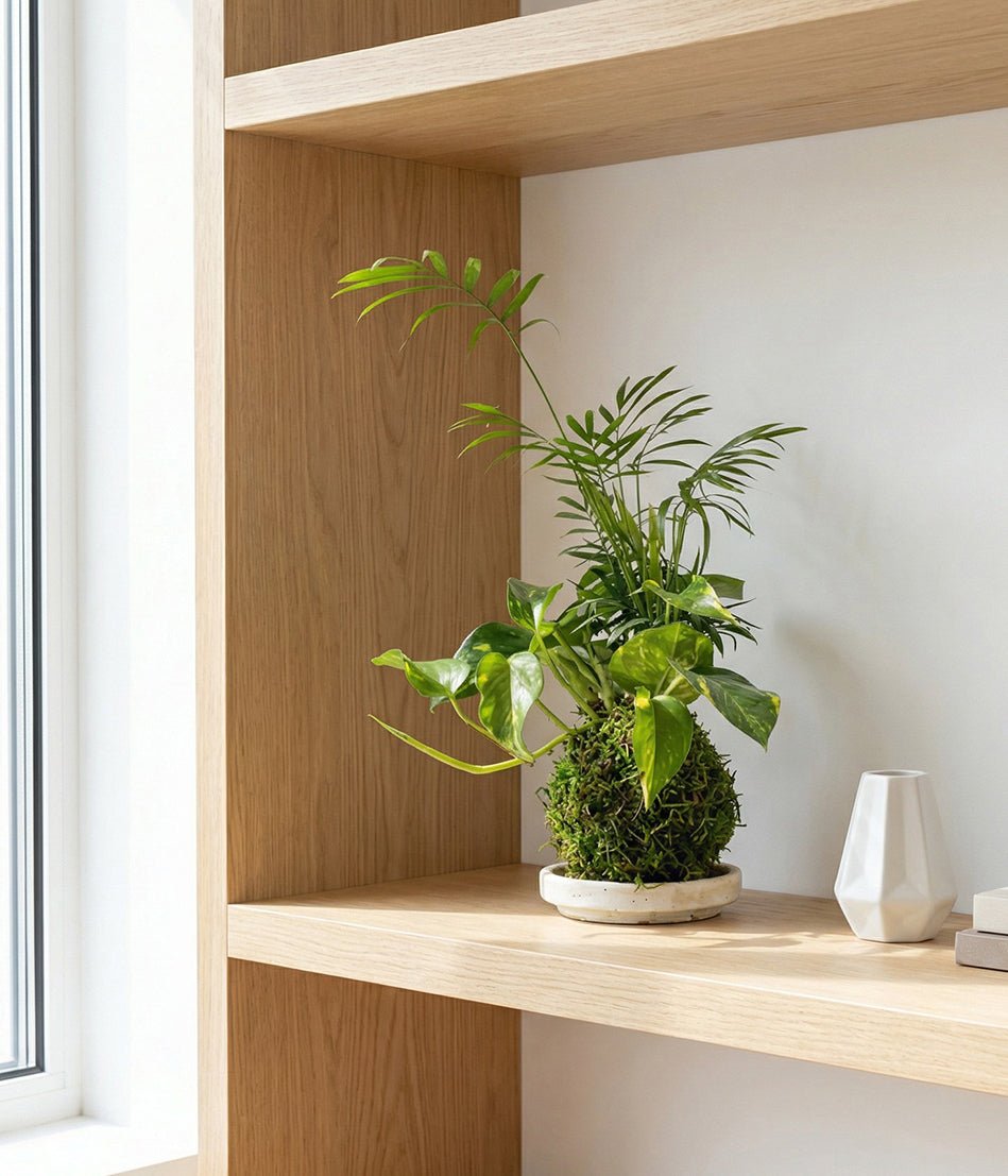 indoor full grown parlor palm Parlor Palm Plant and Golden Pothos Kokedama
