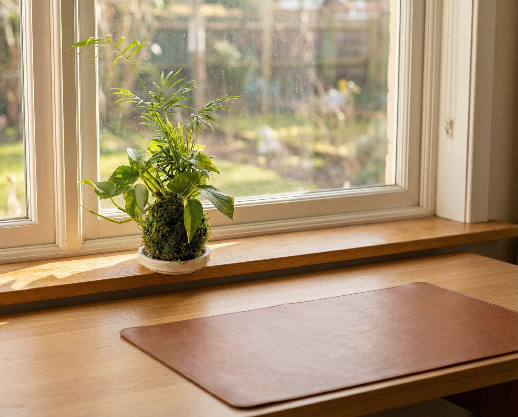 indoor air purifying plants for desks or sideboards