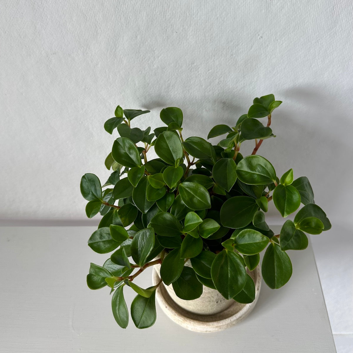 Peperomia 'Glabella', Potted - Bloomist