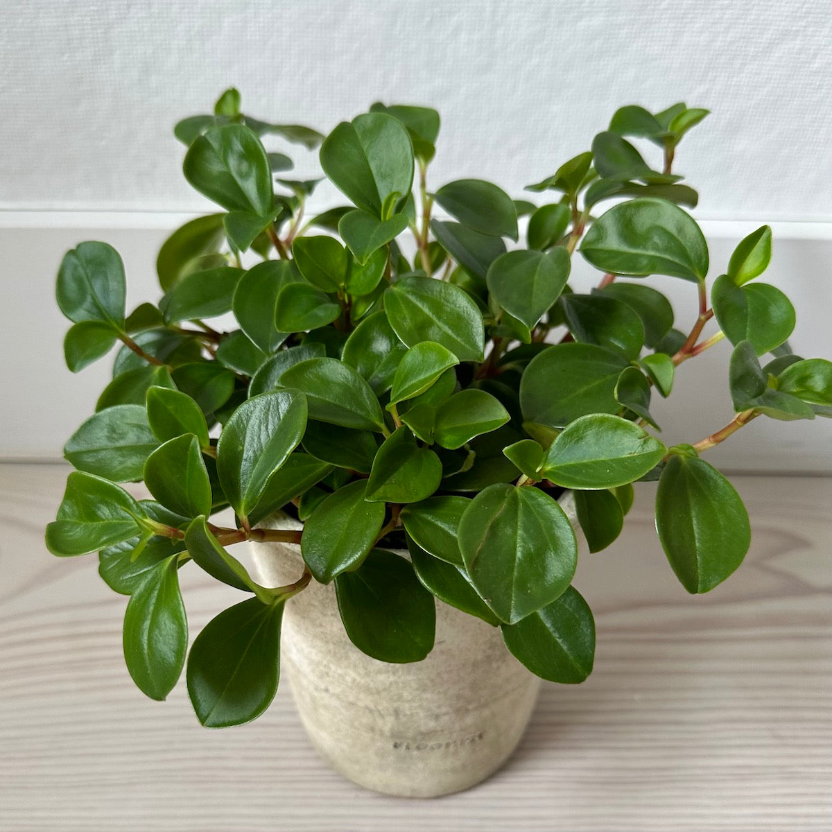 Peperomia 'Glabella', Potted - Bloomist