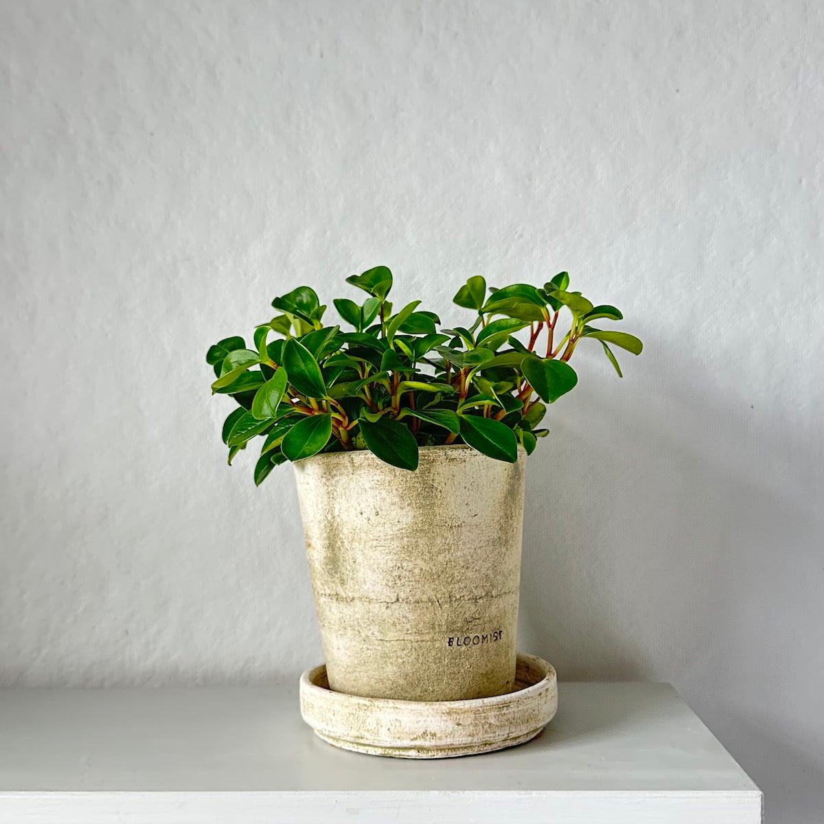 Peperomia 'Glabella', Potted - Bloomist