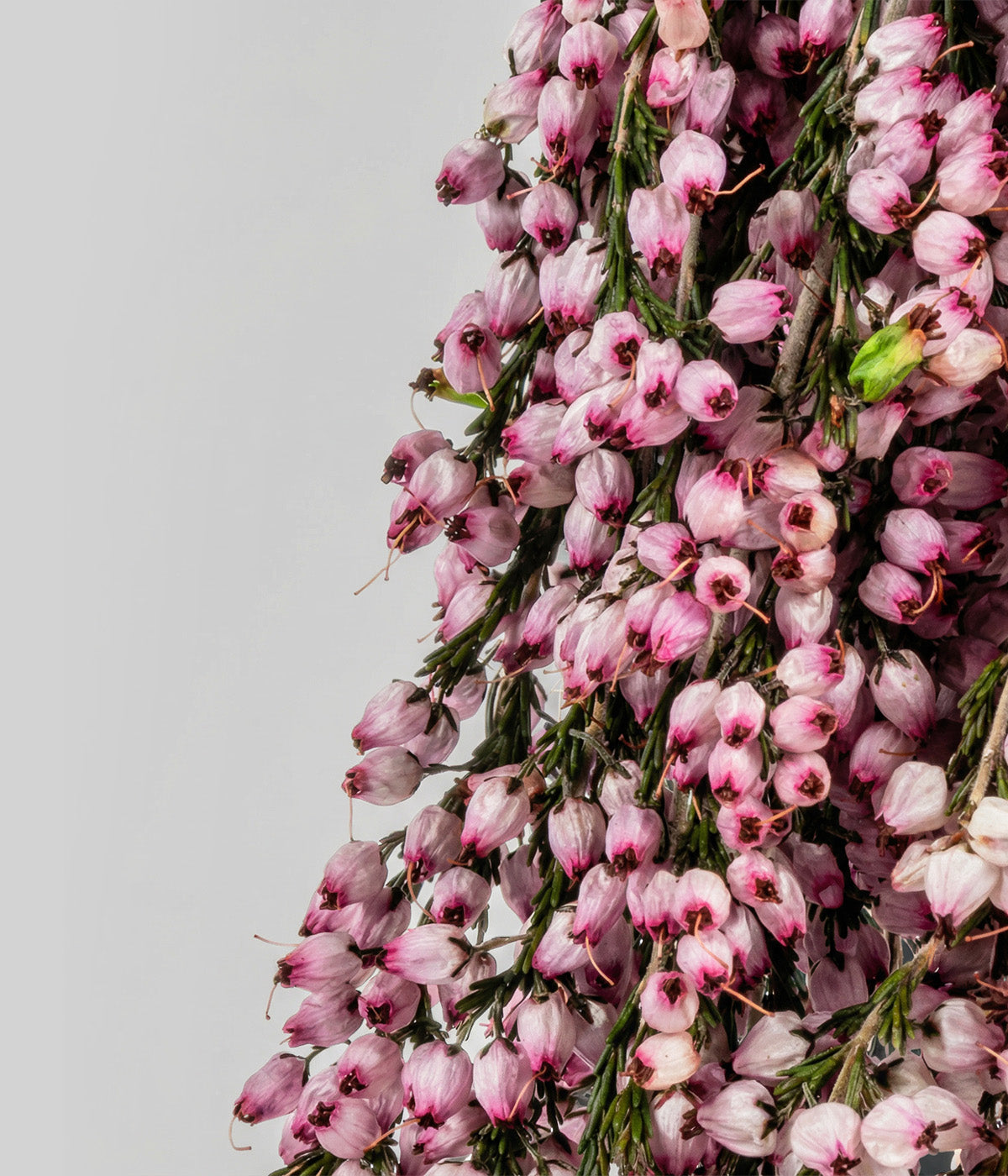 Close-up of dried pink heather flowers showing fine texture and natural color variation