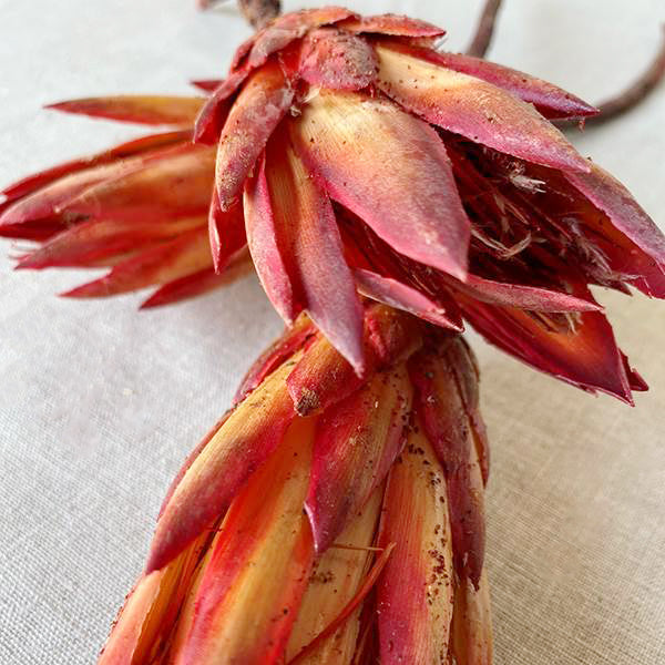 Preserved Red Protea Flower with tubular shape for home decor
