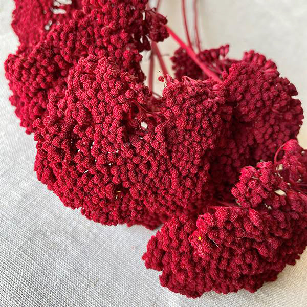 Dried Yarrow, Red