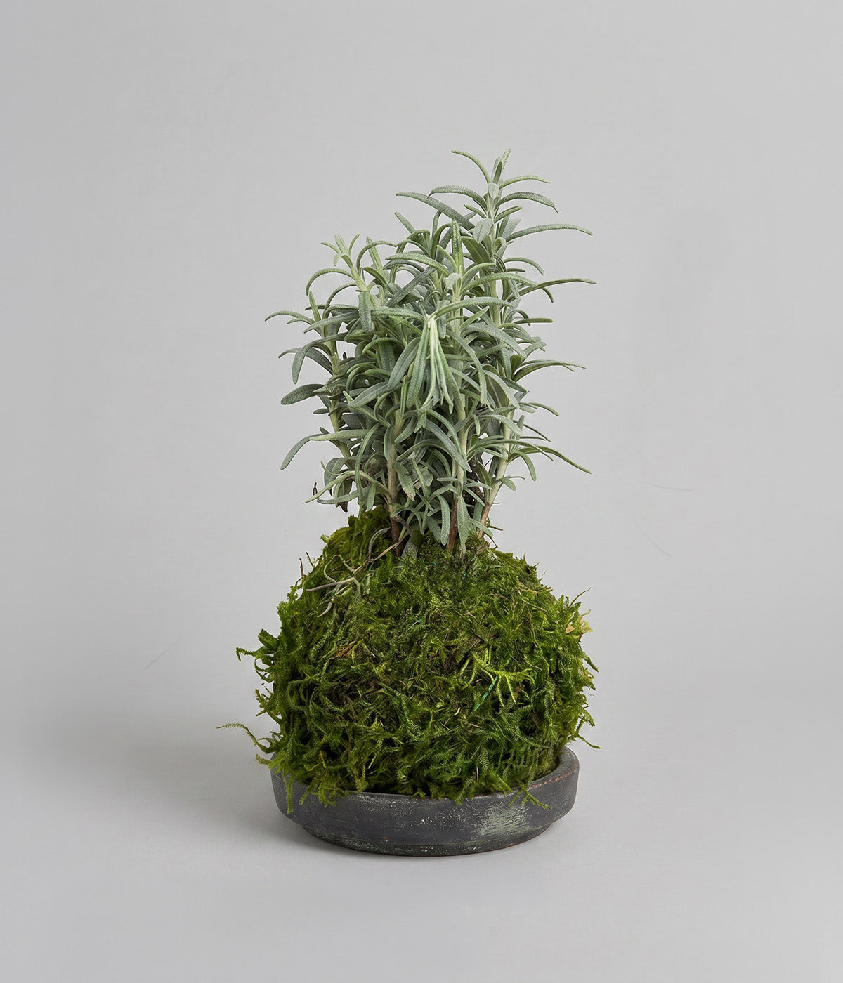 Fragrant indoor rosemary plant with needle-like leaves in a gray patina tray