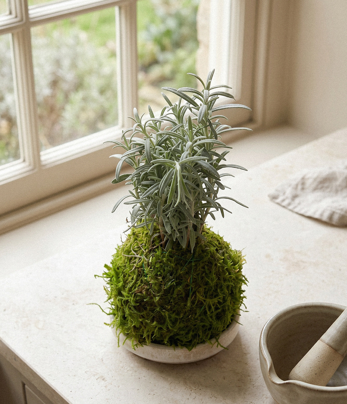 Mediterranean indoor rosemary plant shaped into a moss sphere
