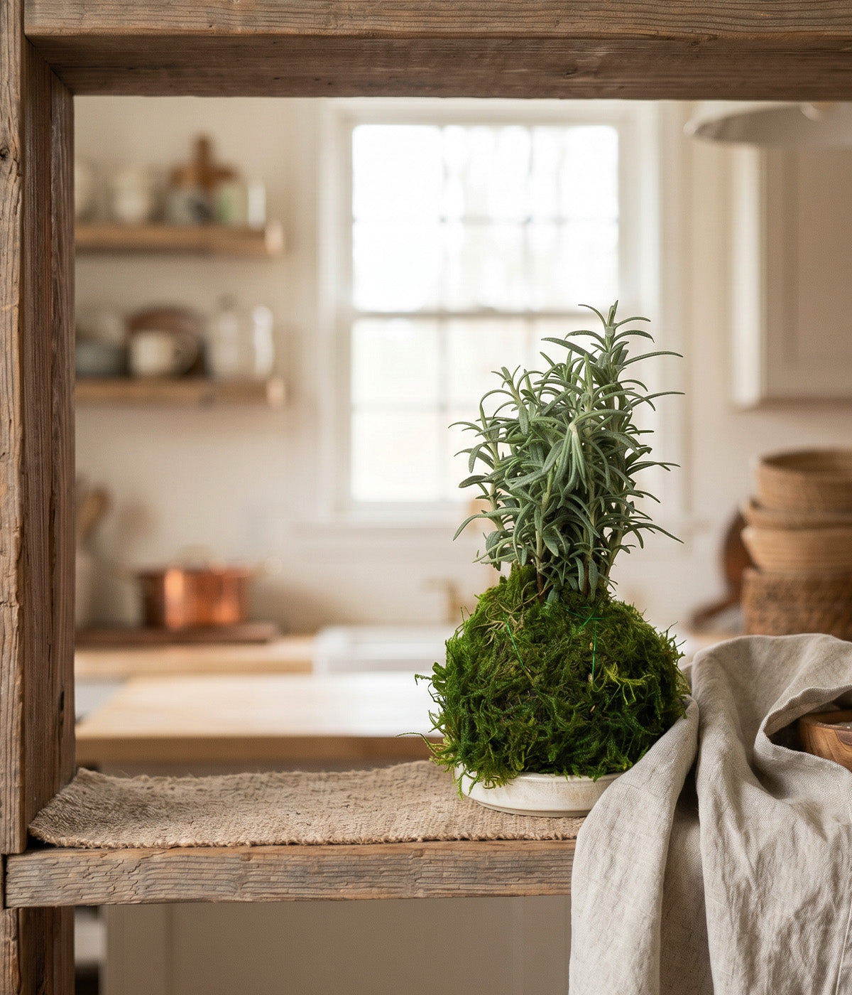 Rosmarinus officinalis kokedama for indoor herb growing