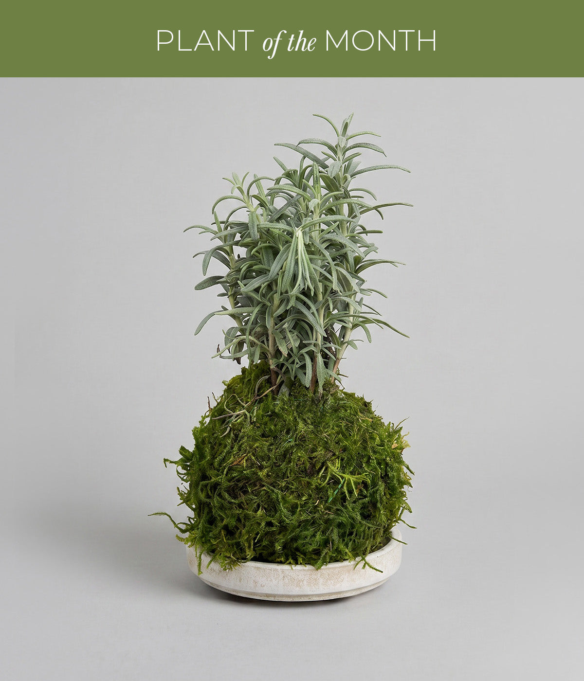 Rosemary kokedama with moss-wrapped root ball and aromatic needle leaves