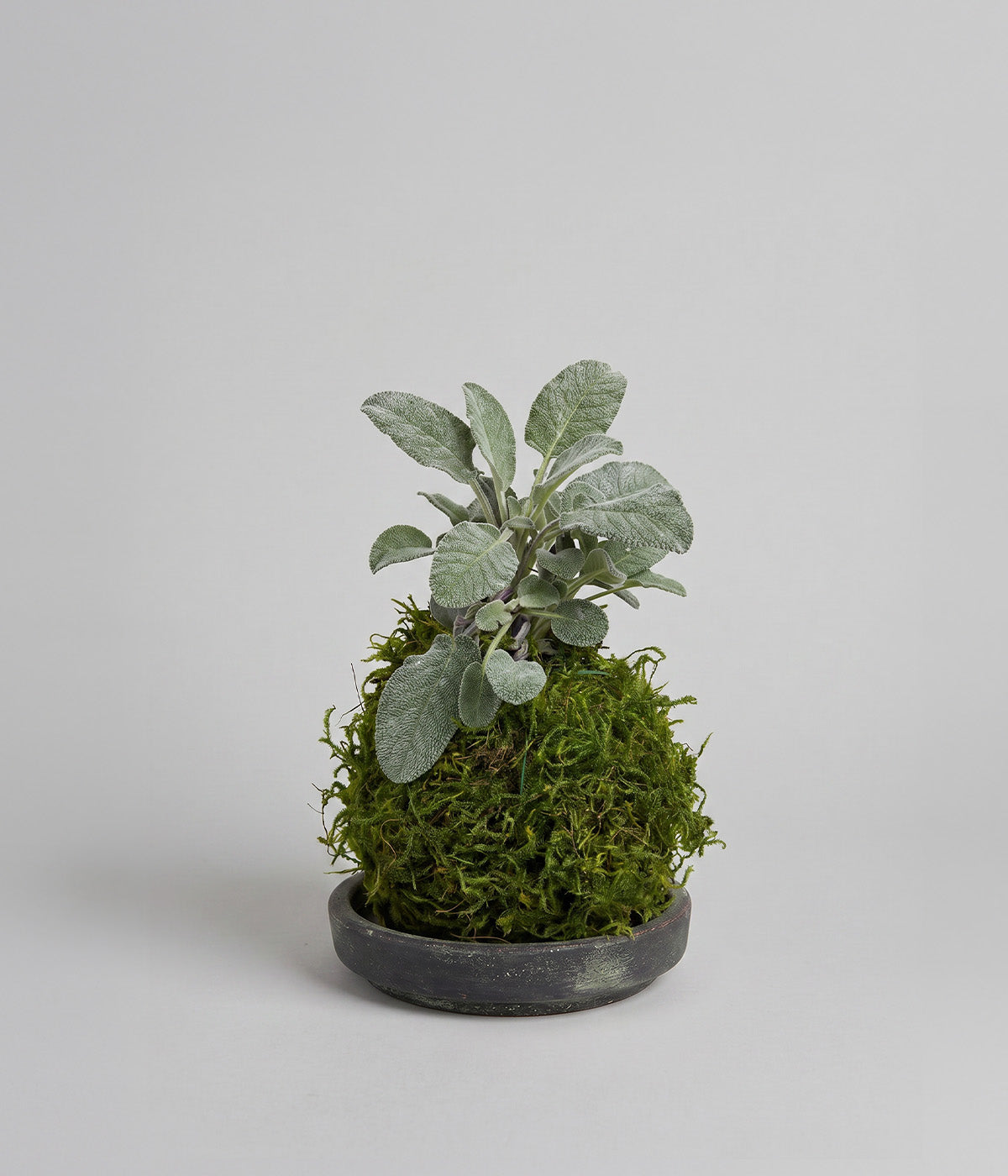 Fresh sage plant with soft textured leaves for cooking use