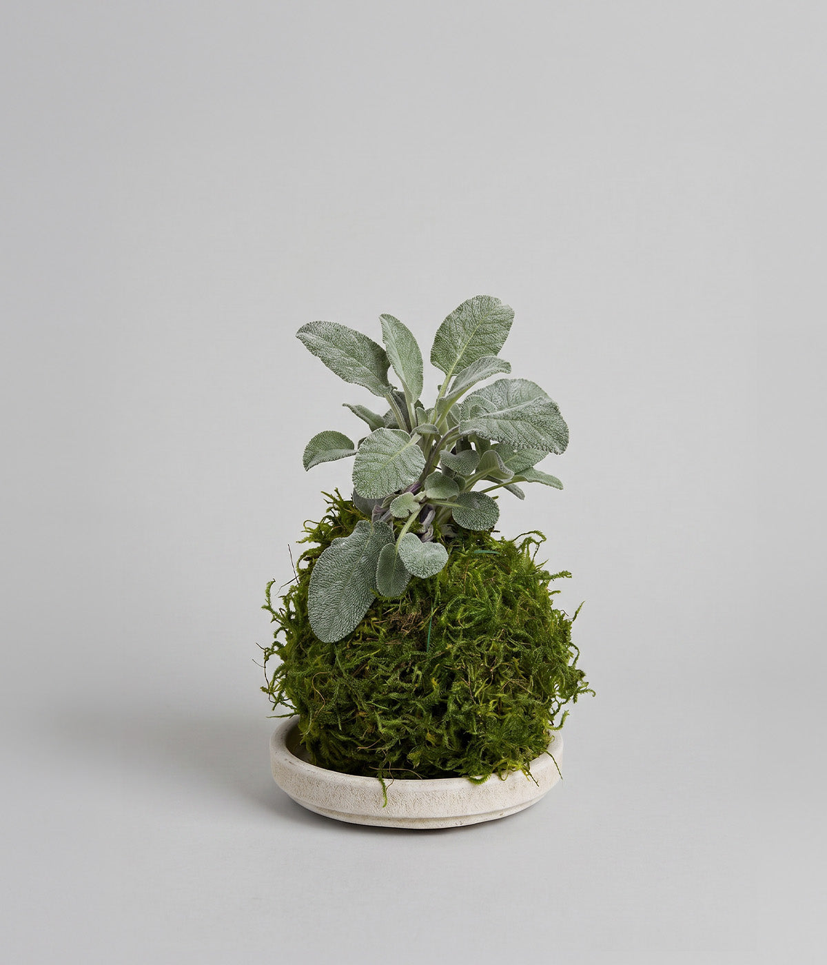 Salvia officinalis kokedama in a white patina tray for indoor herb growing