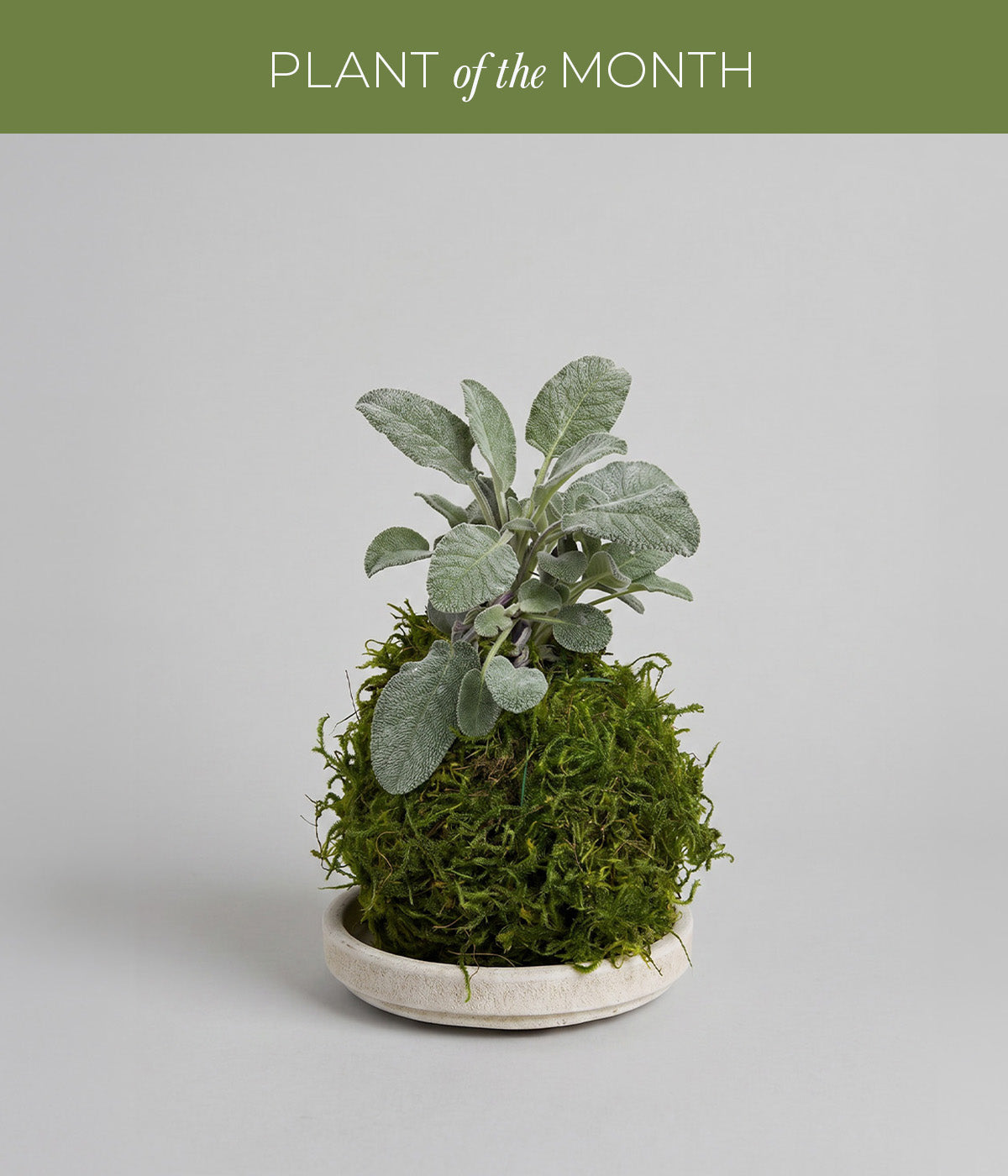 Sage kokedama with moss-wrapped root ball and soft silver green leaves