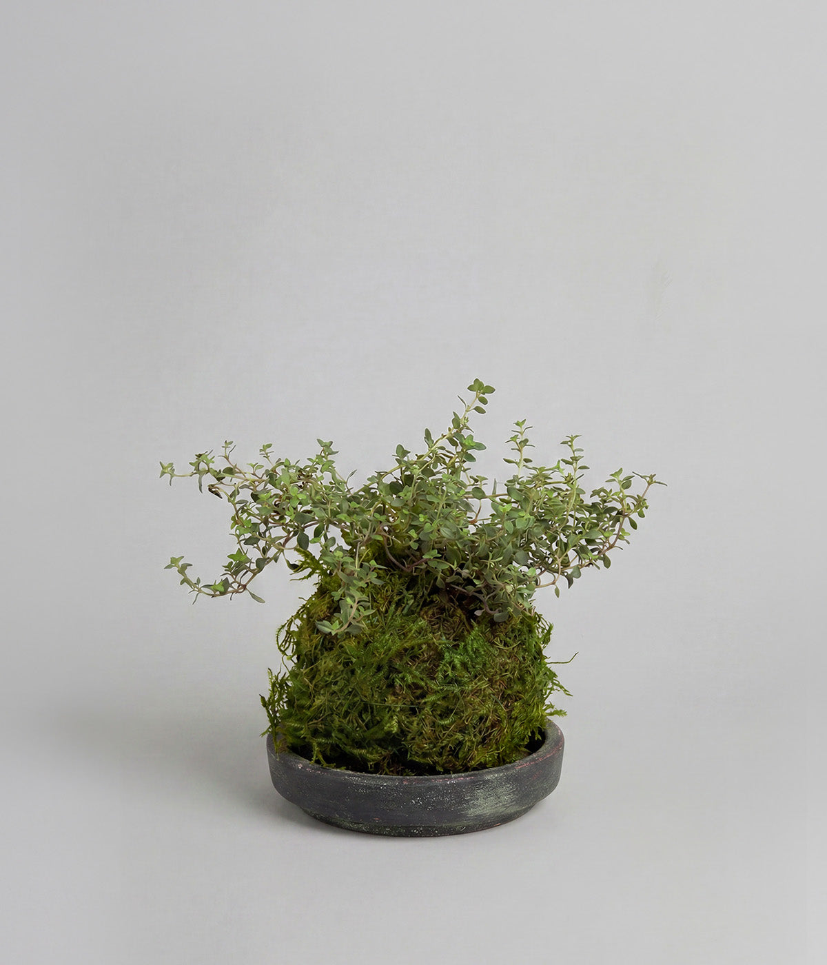 Compact thyme plant in a gray patina tray for steady harvest