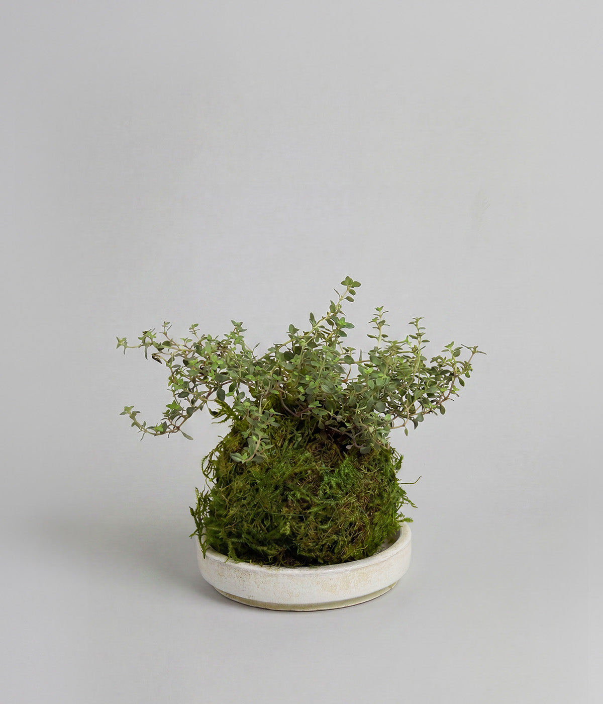 Fresh thyme plant in a white patina tray for cooking use