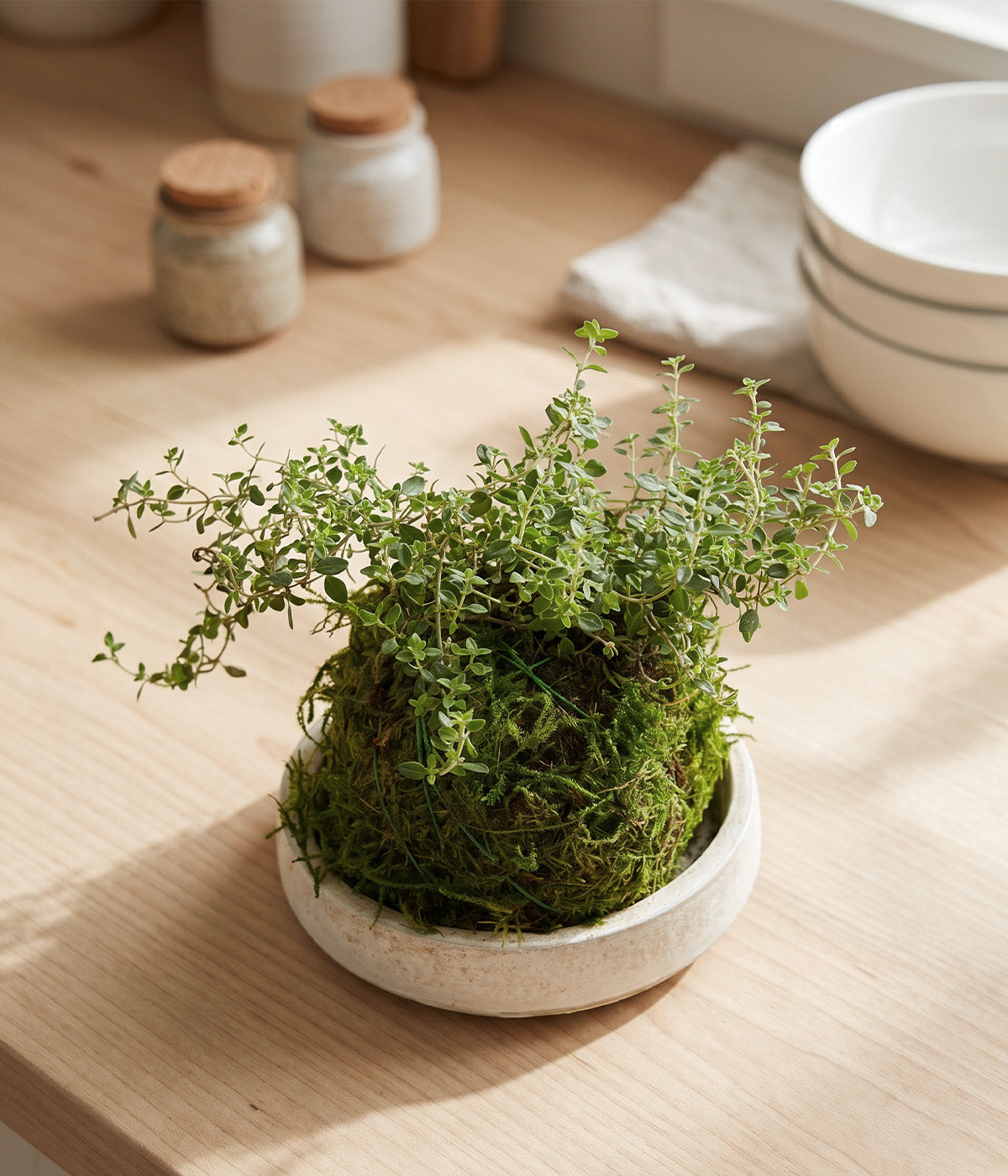 Indoor thyme plant shaped into a compact moss sphere