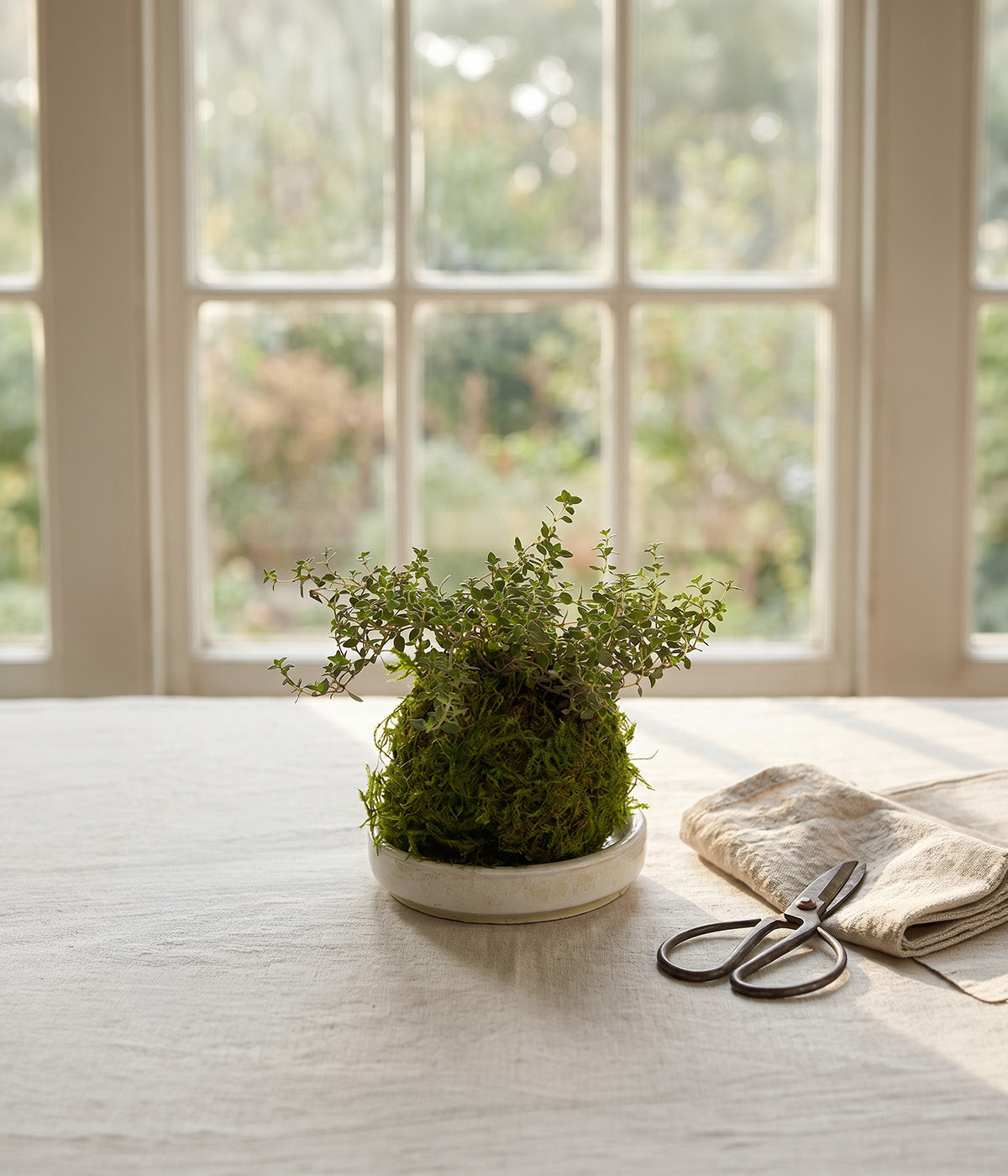 Culinary thyme plant with tiny leaves and woody stems