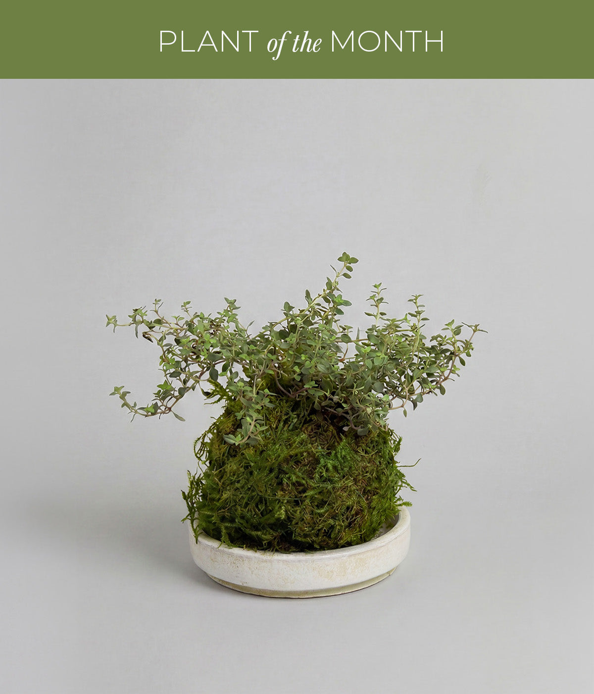 Thyme kokedama with moss-wrapped root ball and fine aromatic leaves