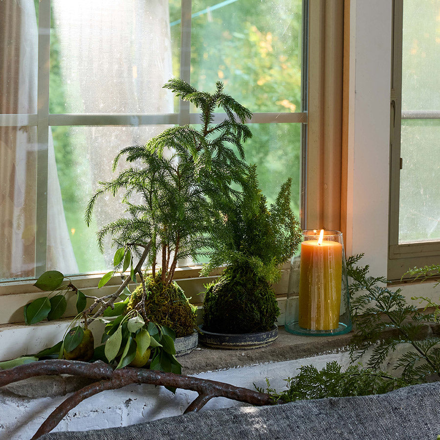 Recycled Glass Hurricane / Vase - Bloomist