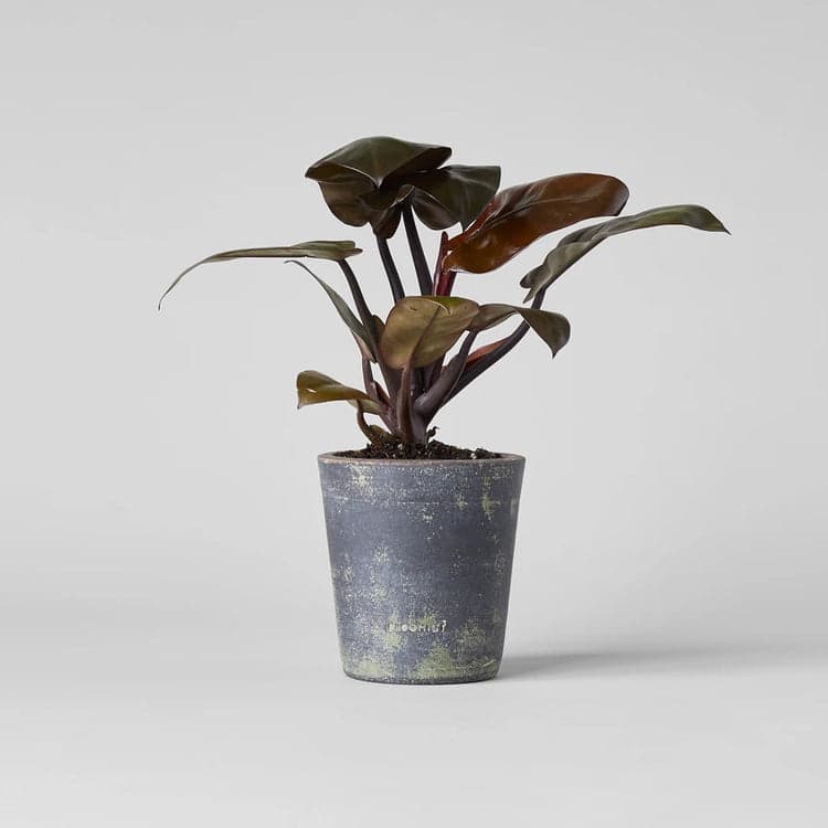 Basic Planter, Gray Patina - Bloomist