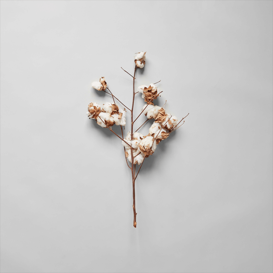 Cotton Stalk - Bloomist