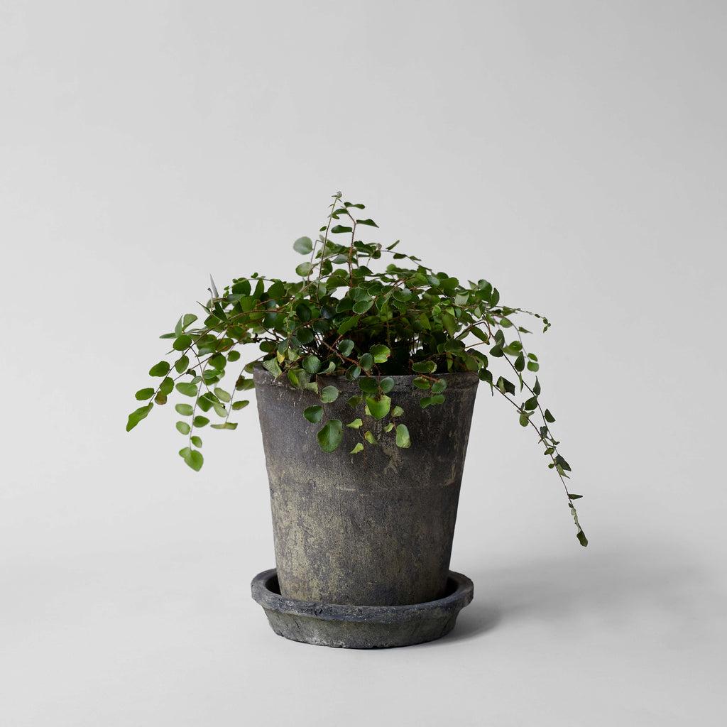 Rustic Grey Clay Pot - Bloomist