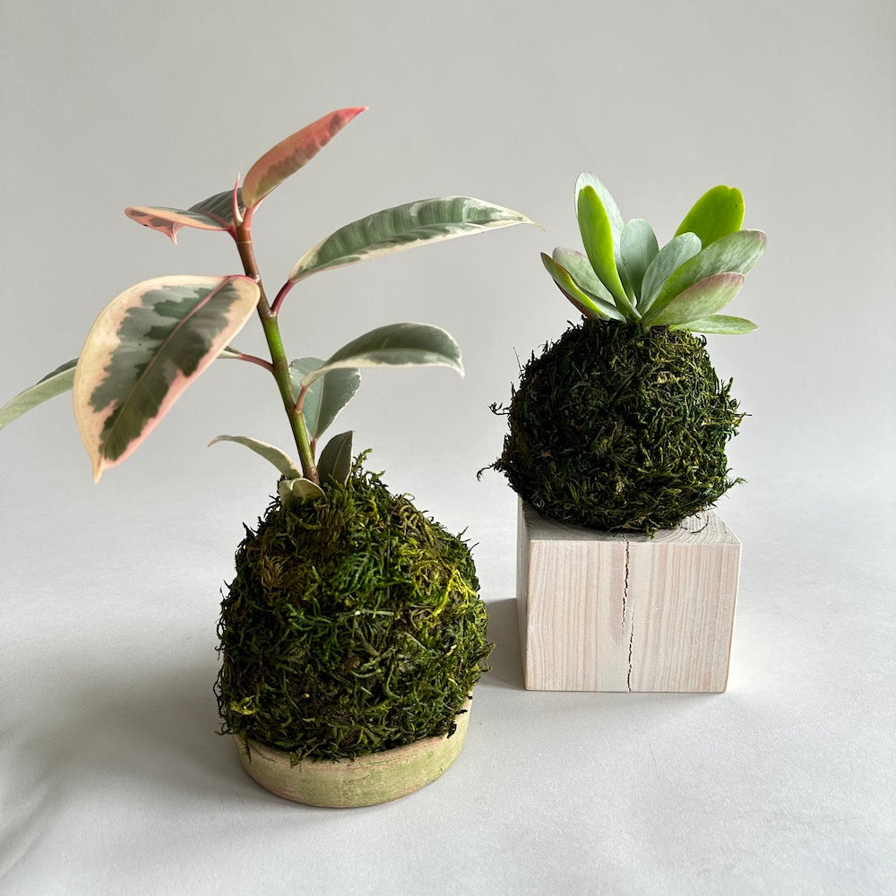 small rubber tree Rubber Plant Kokedama