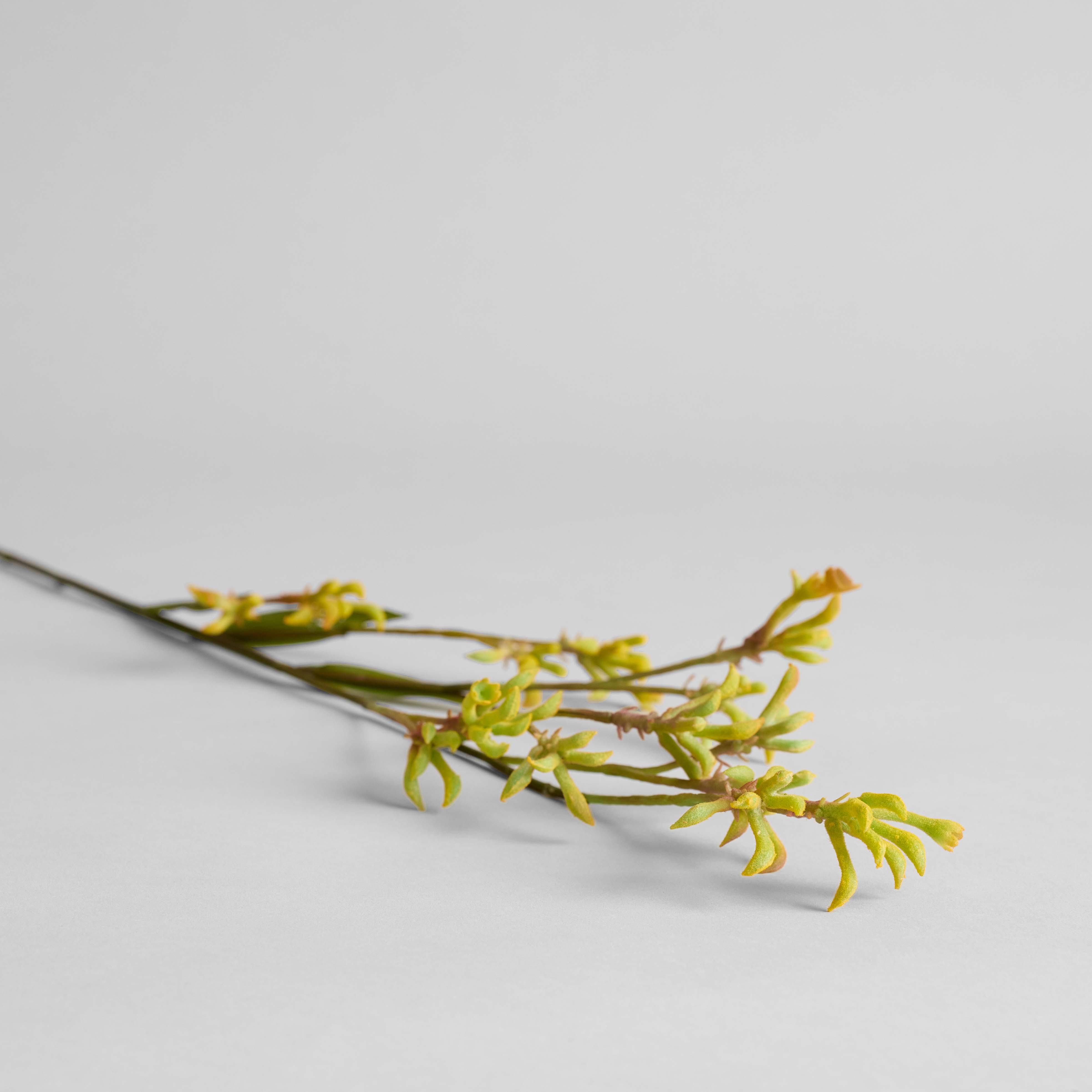 EcoFaux Kangaroo Paw Stem - Bloomist