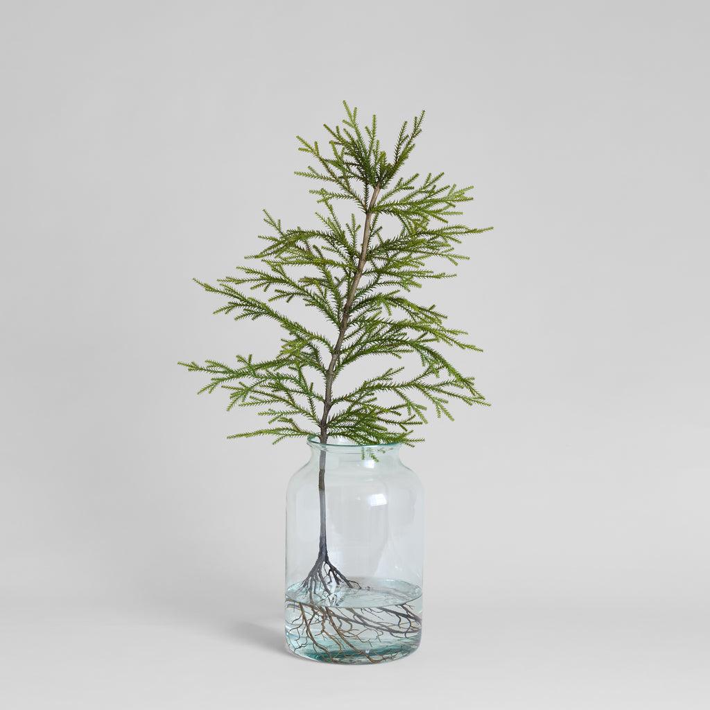 EcoFaux Norfolk Pine with Roots