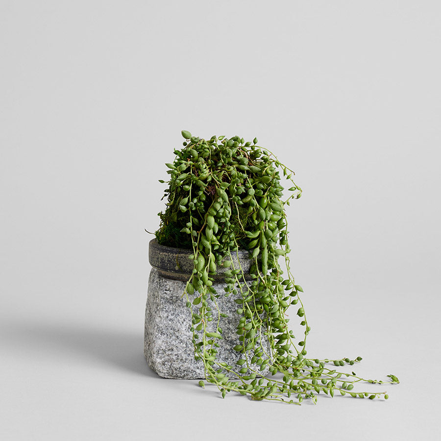 String of Tears Kokedama - Bloomist