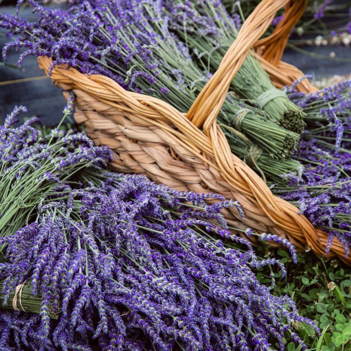 lavender plant for sleep Star Bright Farm Sleep Well Box