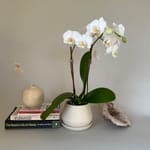 Stoneware Bud Vase Collection, Neutrals - Bloomist
