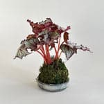Rex Begonia Jurassic™ Kokedama - Bloomist