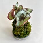 Rex Begonia Escargot Kokedama - Bloomist