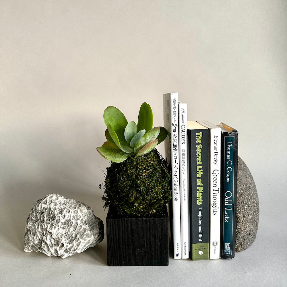 Kalanchoe Flap Jack  Kokedama - Bloomist