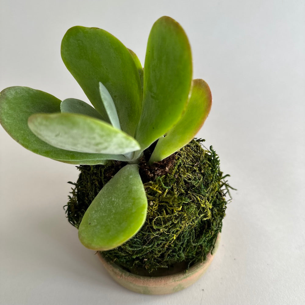 Kalanchoe Flap Jack  Kokedama - Bloomist