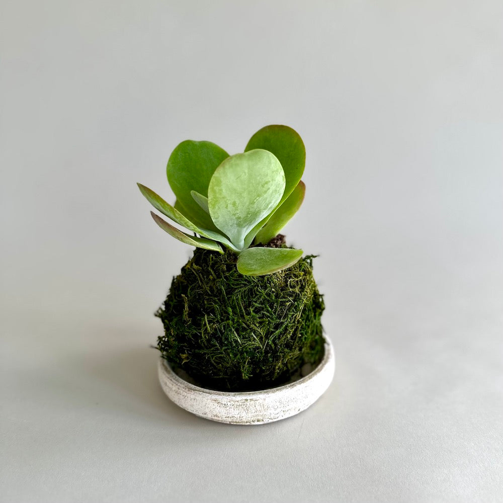 variegated flapjack succulent Flap Jack Kokedama