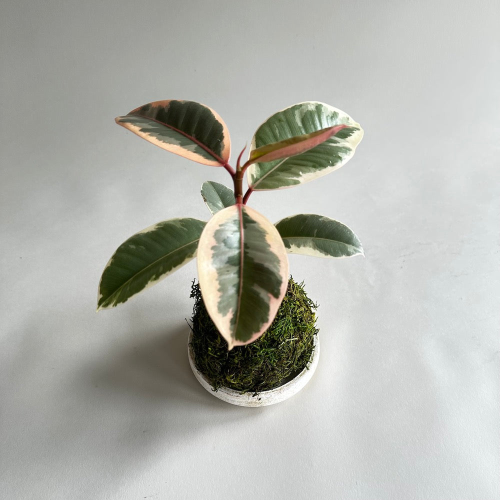 rubber tree white Rubber Tree Tineke Kokedama