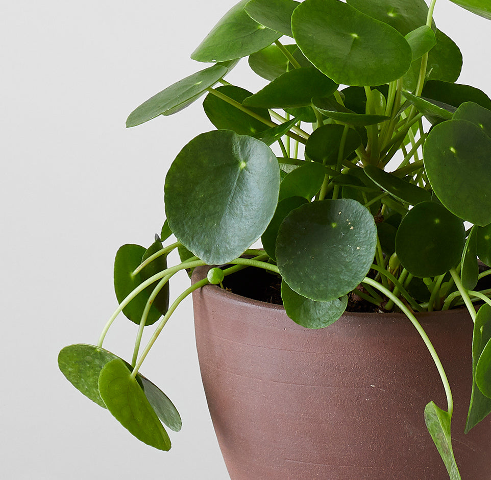 Maidenhair Fern