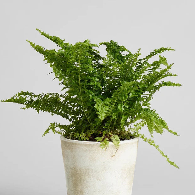 Air Fern