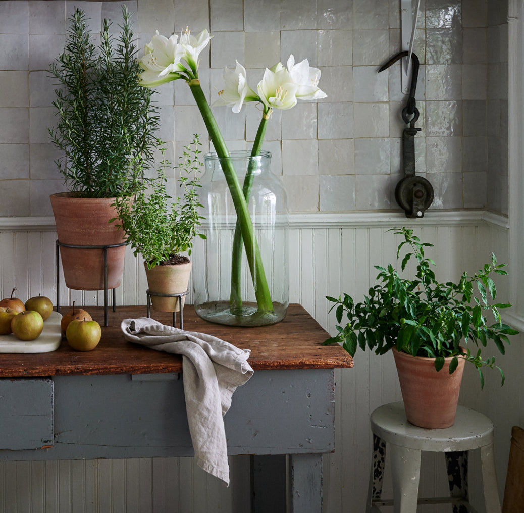 Terracotta Planters