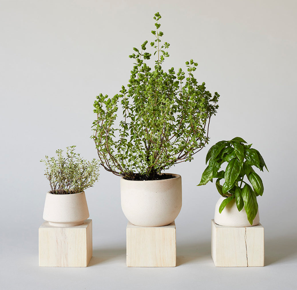 herb pots