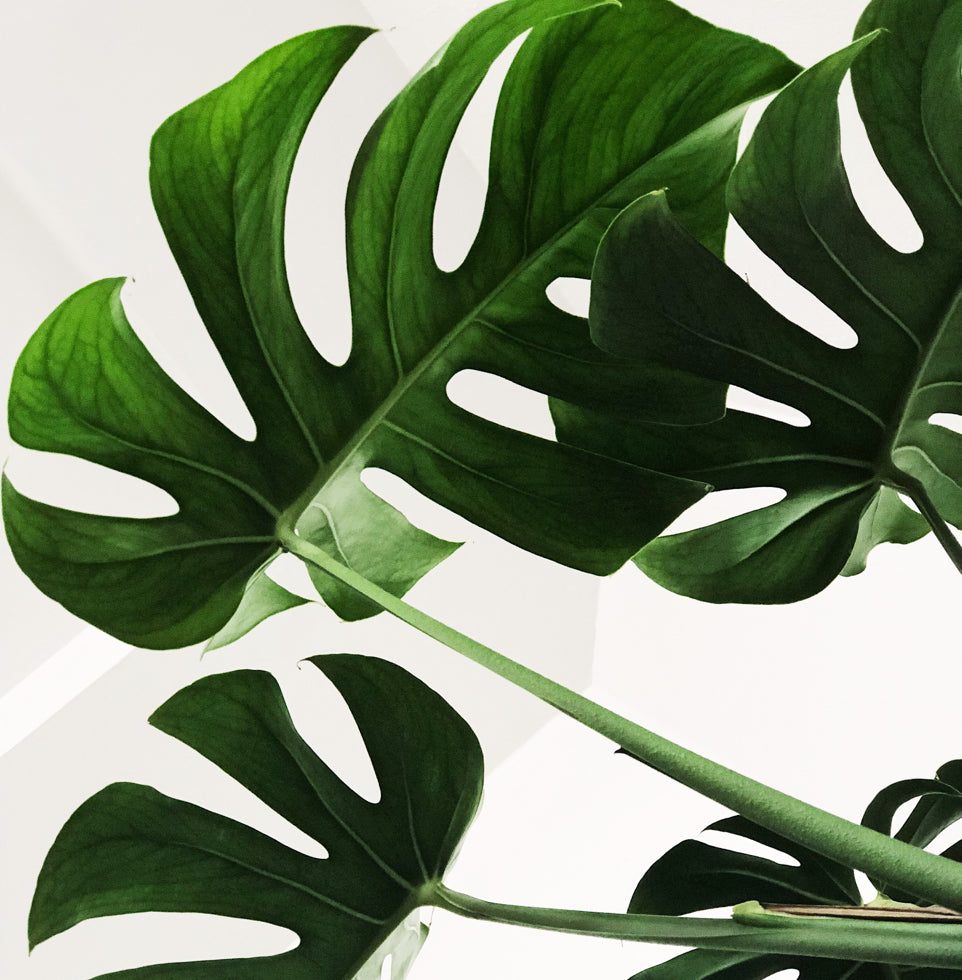 Split Leaf Philodendron