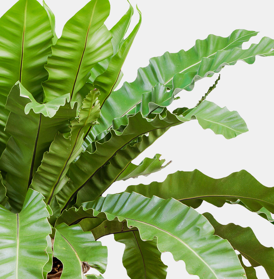 Birds Nest Fern