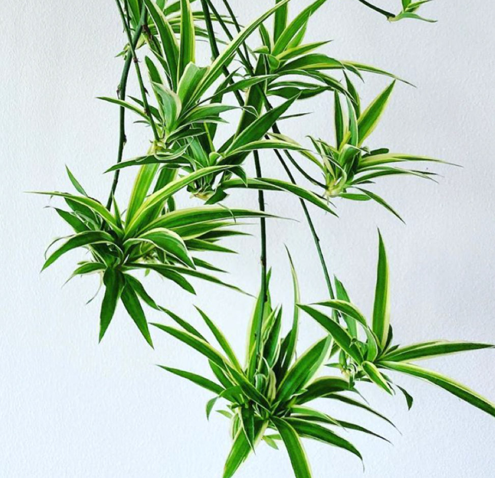 Spider Plant